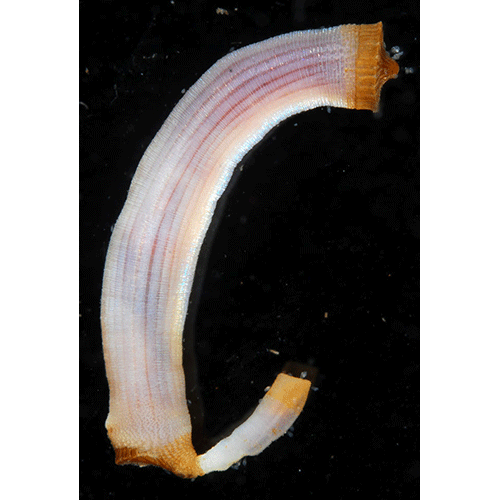 Семейство Aspidosiphonidae  фото