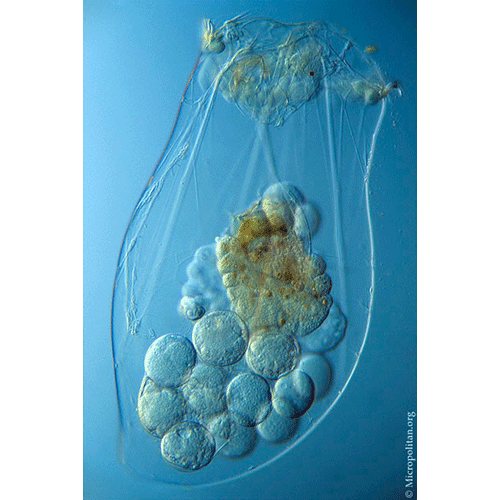 Семейство Asplanchnidae  фото