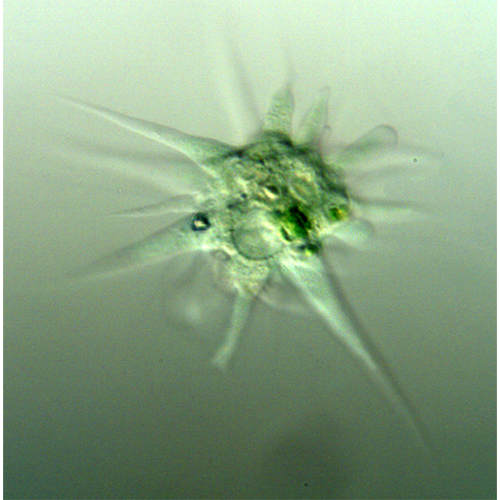 Семейство Asplanchnoidae фото