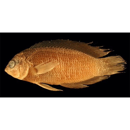 Род Assiculoides фото