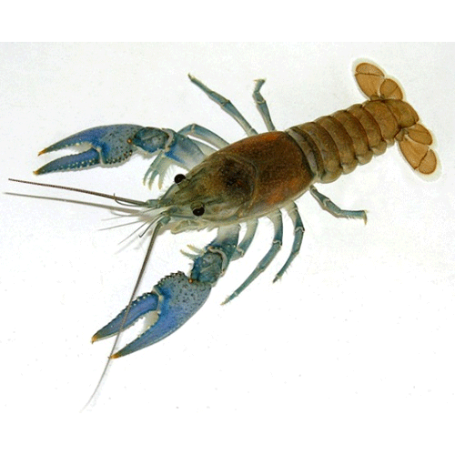 Семейство Astacoidea фото