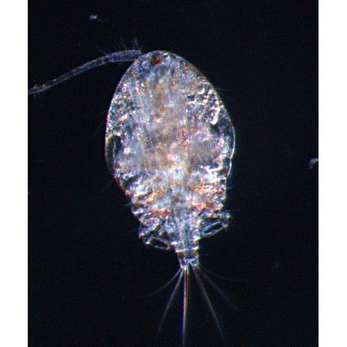 Семейство Asterocheridae фото