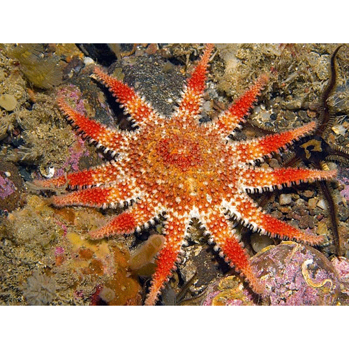 Класс Морские звёзды фото