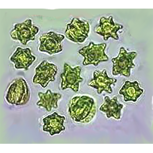 Семейство Asteromonadaceae фото