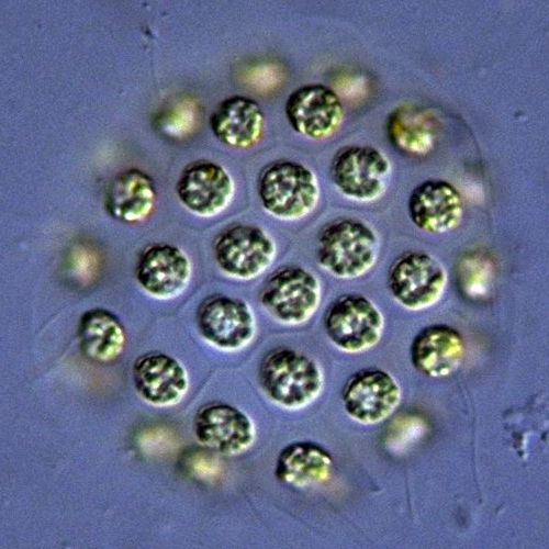 Семейство Astrephomenaceae фото