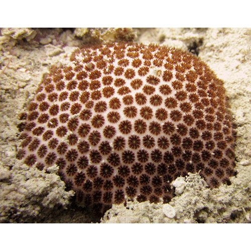 Семейство Astrocoeniidae  фото
