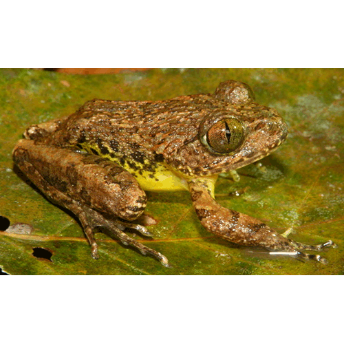  Род Astylosternus  фото