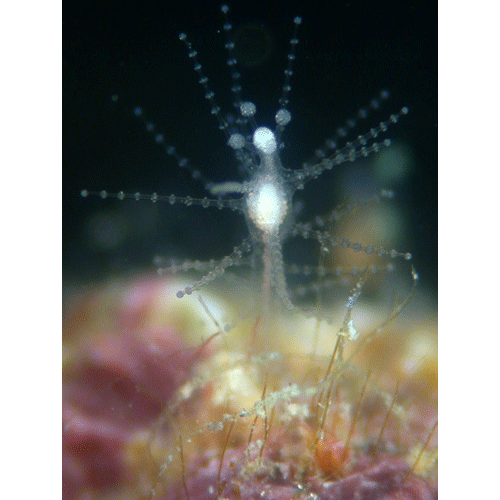 Семейство Asyncorynidae  фото