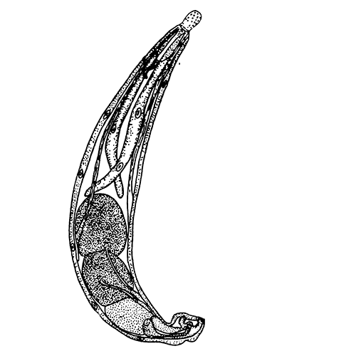 Род Atactorhynchus фото