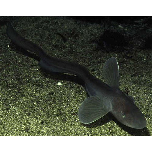  Род Ateleopus  фото