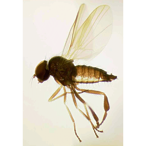 Семейство Atelestidae фото