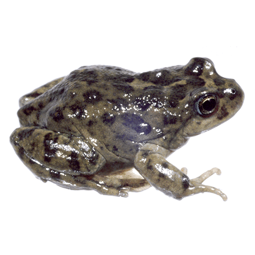  Род Atelognathus  фото