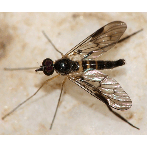 Семейство Athericidae фото