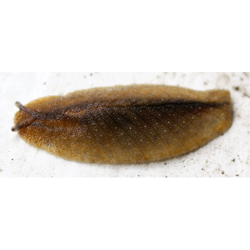 Семейство Athoracophoroidea  фото