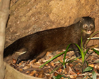 Atilax paludinosus paludinosus