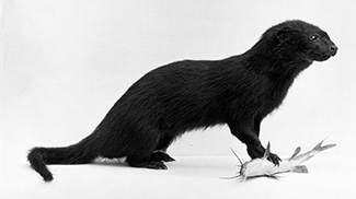 Atilax paludinosus rubescens