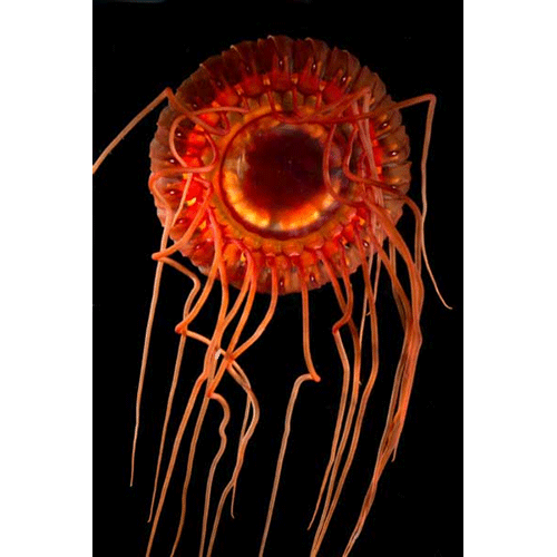 Семейство Atollidae  фото
