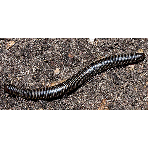 Семейство Atopetholidae фото