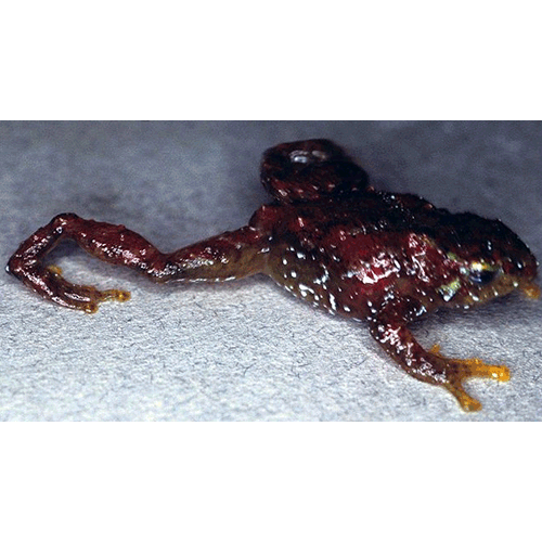  Род Atopophrynus  фото
