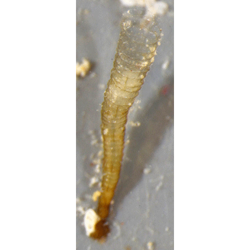 Семейство Atorellidae  фото