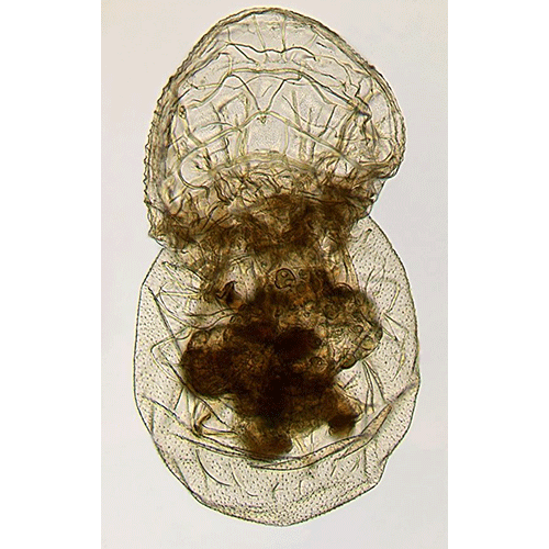 Семейство Atrochidae  фото