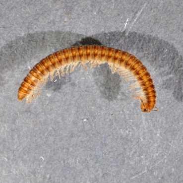 Семейство Attemsiidae фото