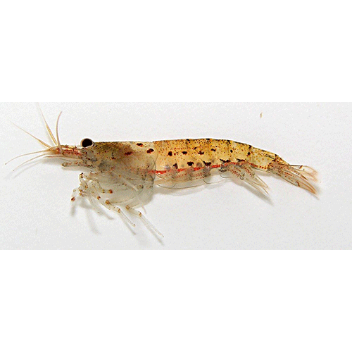 Семейство Atyinae фото