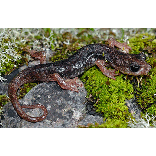  Род Atylodes  фото
