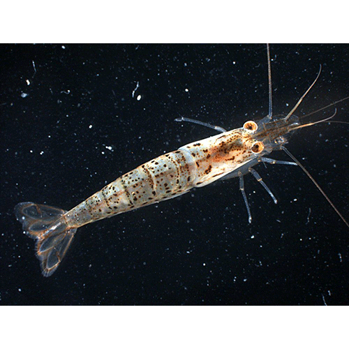 Семейство Atyoidea фото