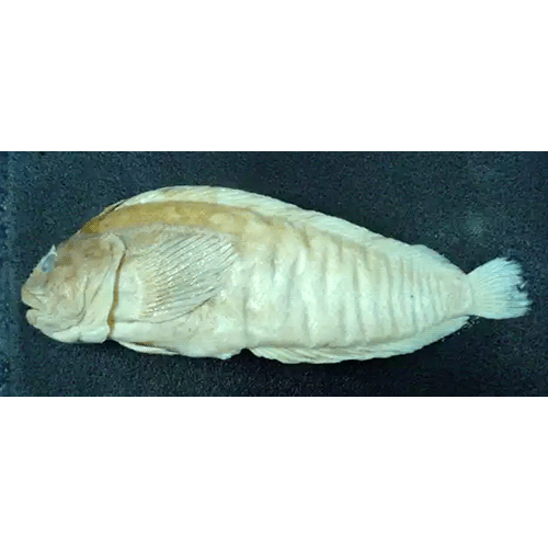 Род Auchenionchus фото