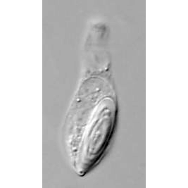 Семейство Auerbachiidae  фото
