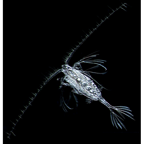 Семейство Augaptilidae фото