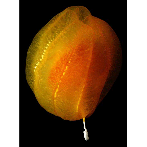 Семейство Aulacoctenidae  фото
