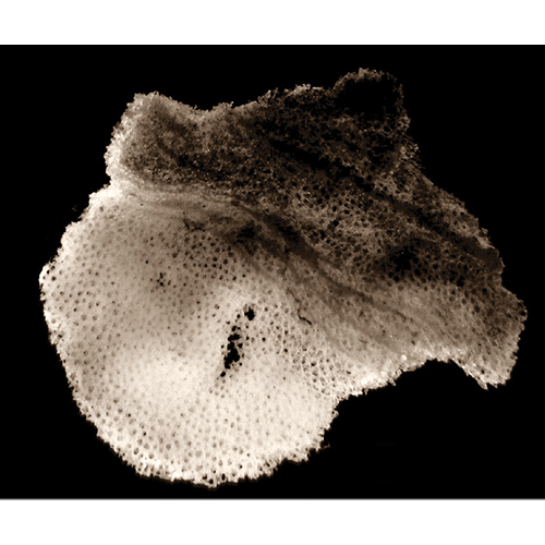 Семейство Aulocalycidae  фото