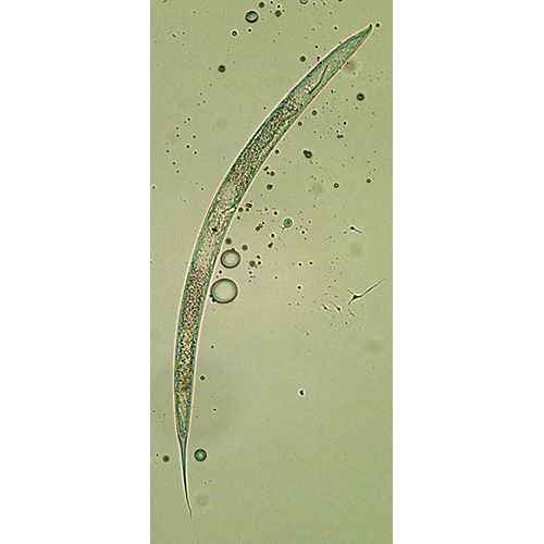 Семейство Aulolaimidae  фото
