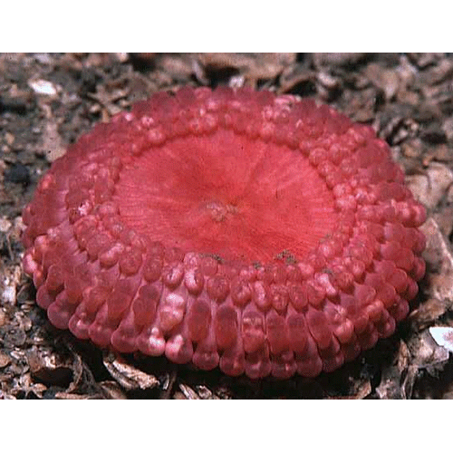Семейство Aurelianidae  фото