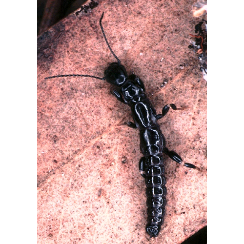 Семейство Australembiidae фото