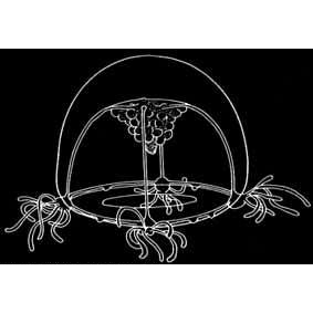 Семейство Australomedusidae  фото