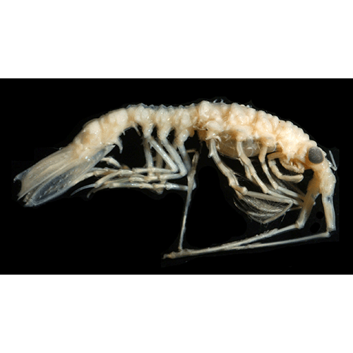 Семейство Austrarcturellidae фото