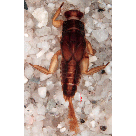 Семейство Austremerellidae фото