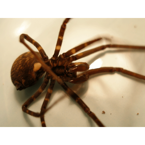 Семейство Austrochilidae фото