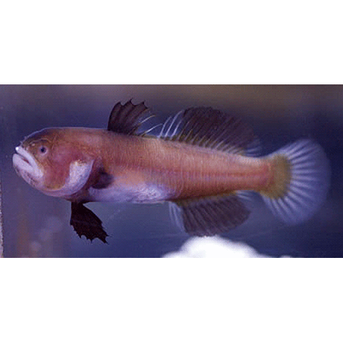 Род Austrolethops фото