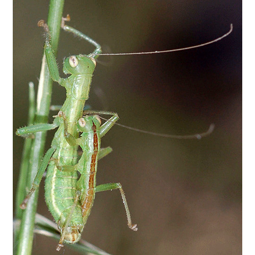 Семейство Austrophasmatidae фото