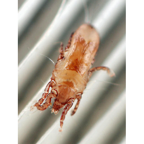 Семейство Avenzoariidae фото