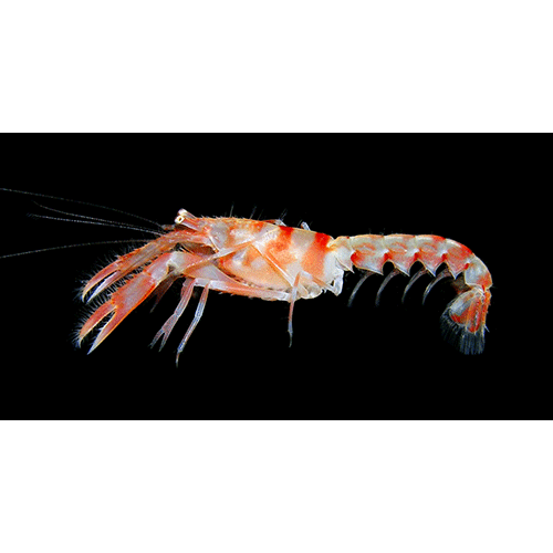 Семейство Axioidea фото