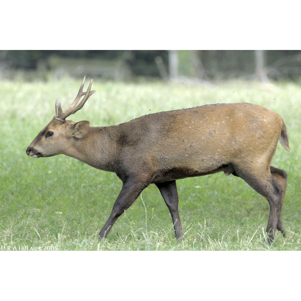 Axis porcinus Фото №3