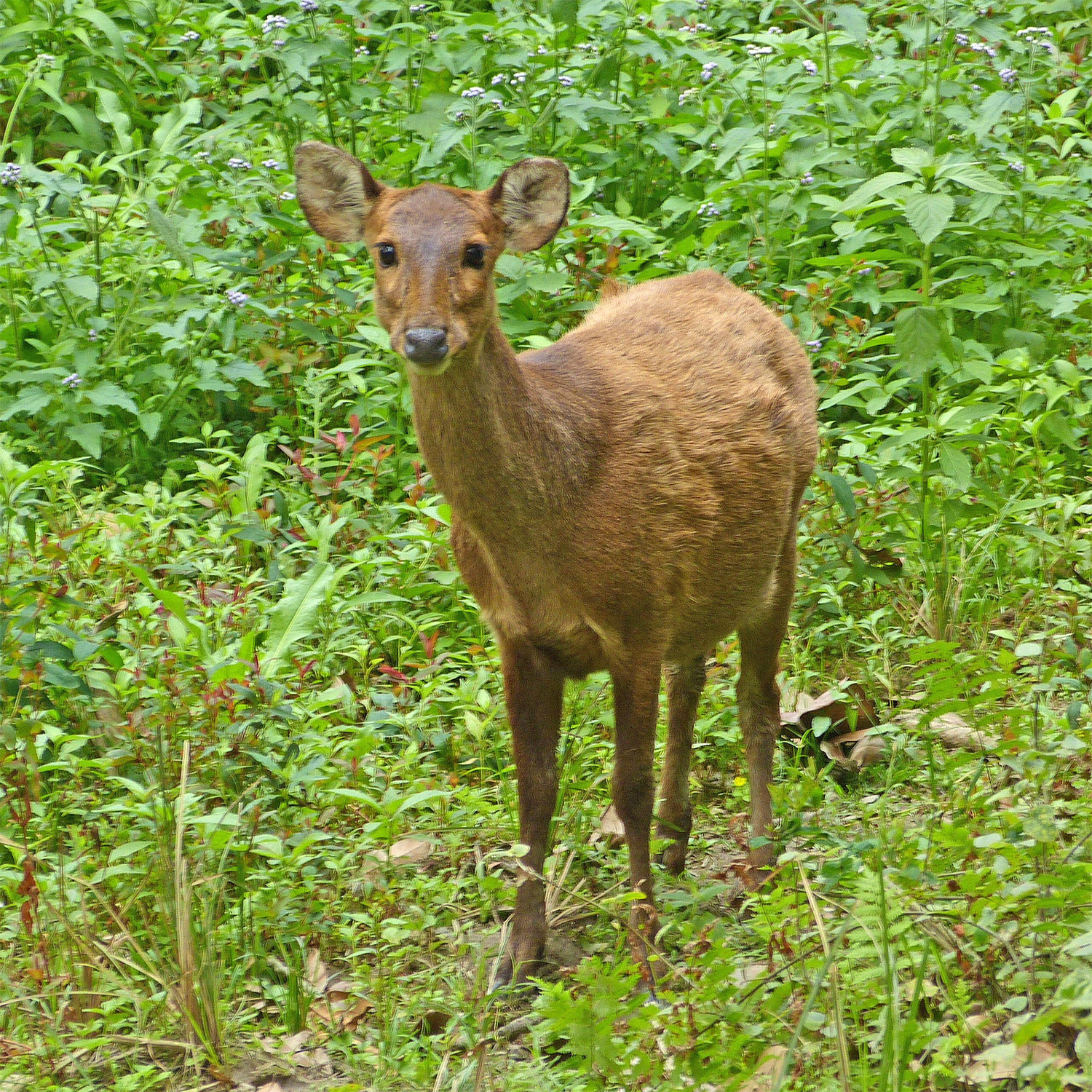 Axis porcinus Фото №6