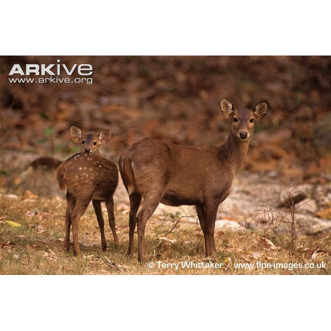 Axis porcinus Фото №8