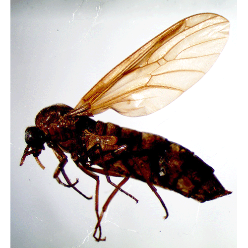 Семейство Axymyiidae фото