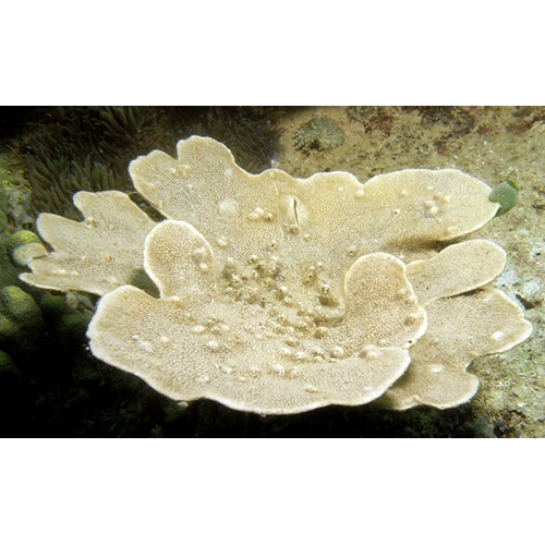 Семейство Azoricidae  фото